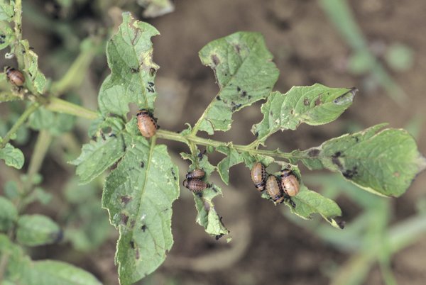 Lutter contre le doryphore, des plants entiers de pommes de terre sont victimes des larves du doryphore