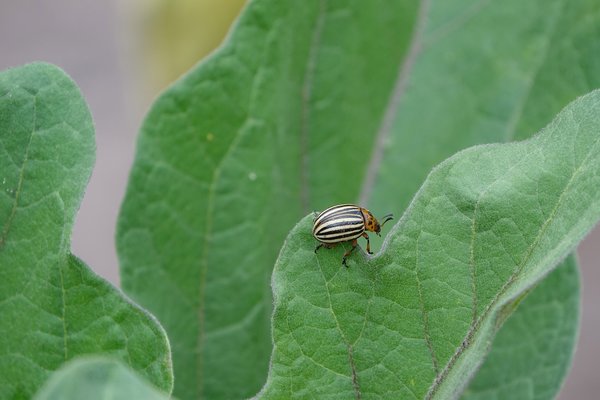 Lutte contre le doryphore, doryphore sur aubergine