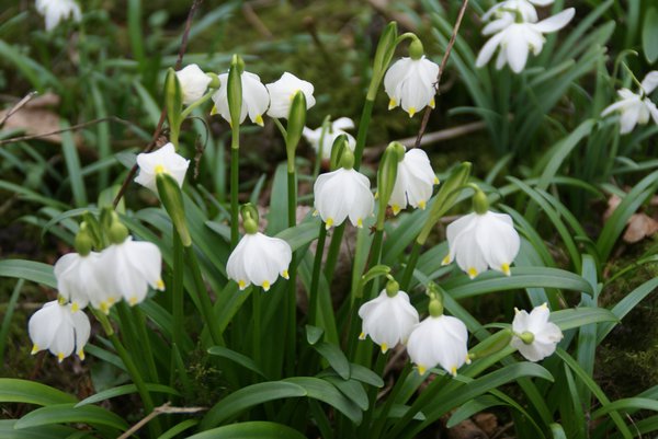 plantes vivaces favorables aux insectes