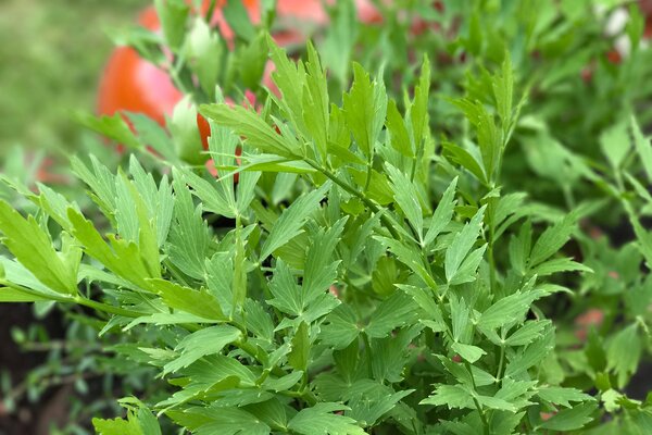 Levisticum officinale, liv&egrave;che, herbe &agrave; maggi, pot de 1,3 L