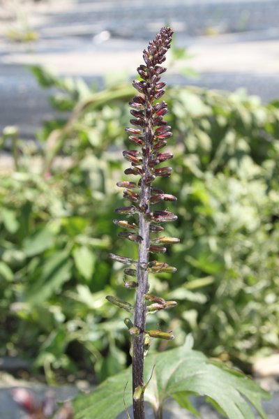 Ligularia przewalskii