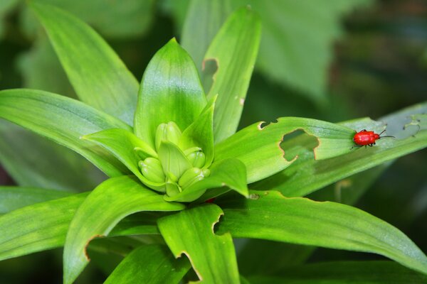 Crioc&egrave;re du lis, Lilioceris lilii sur lis, d&eacute;but de l'infestation