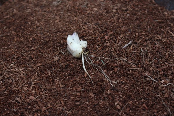 Planter des lis blancs, bulbe de Lilium candidum, lis de la Madone, bulbe de fleurs, bulbe de lis, bulbe fille, Lubera