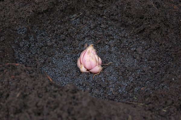 Planter des lis blancs, bulbe de Lilium candidum, lis de la Madone, bulbe de fleurs, bulbe de lis dans le trou de plantation, Lubera