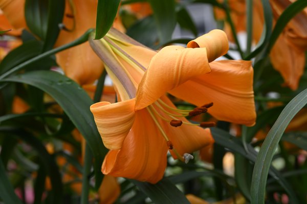 Planter des lys, Lys trompette ' African Queen '