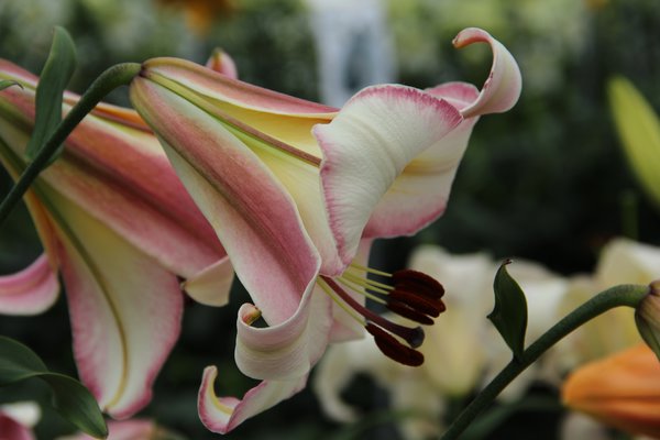 Planter des lys, Lys trompette 'Beijing Moon'