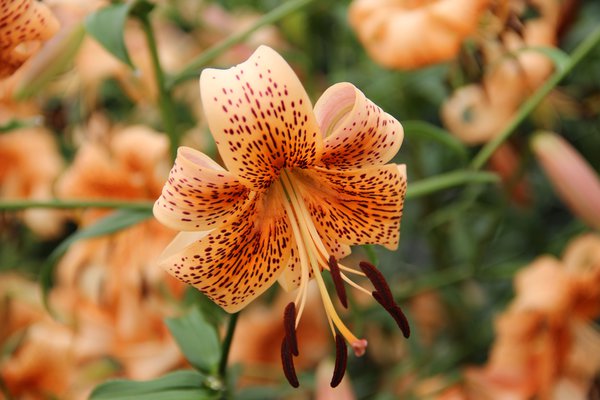 Planter des lys, Lys tigr&eacute; 'Tiger Babies'&nbsp;