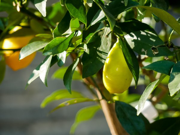 Kumquat