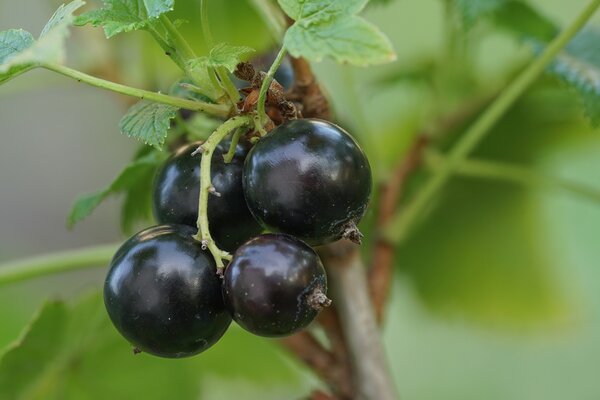 Cassissima&reg;, Little Black Giant, cassis