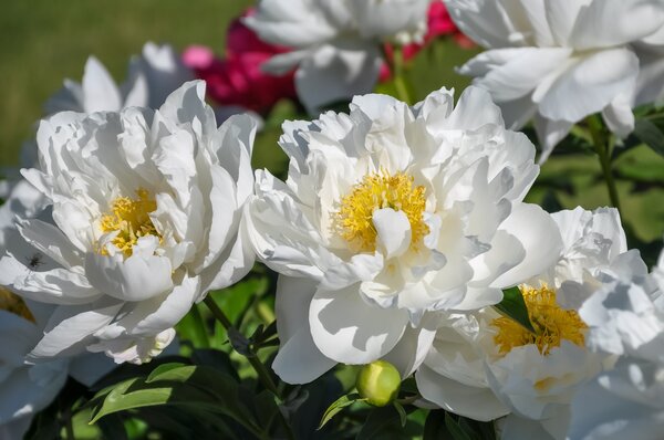 Paeonia Love Affair, Paeonia lactiflora x lutea, Paeonia Itoh Hybride, Pivoine, Pivoines en pot