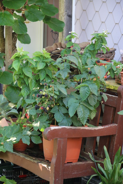 Lowberry� Brombeere Little Black Prince� - Stilleben