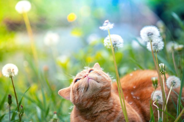 Il est pr&eacute;f&eacute;rable que les chats ne mangent pas de pissenlit