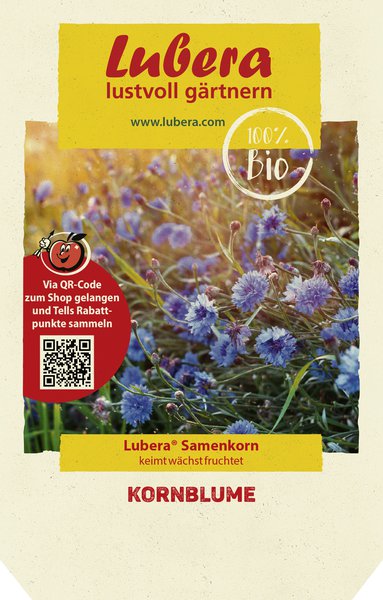Kornblume