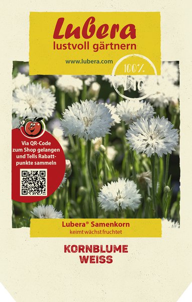 Kornblume wei�