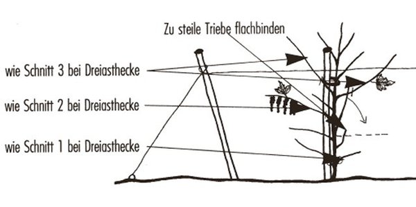 Tailler les groseilliers rouges conduits en fuseau Lubera