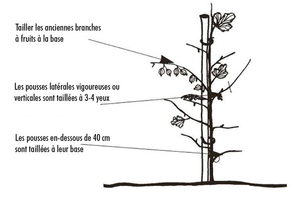 Taille des groseilles &agrave; maquereau en espalier, Groseille &agrave; maquereau, taille du groseillier &agrave; maquereau, Ribes uva-crispa