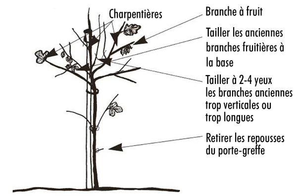 Planter, tailler et cultiver les groseilles &agrave; maquereau, Ribes uva-crispa, Lubera, sch&eacute;ma de taille
