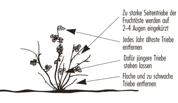 Acheter un groseillier &agrave; maquereau, formation en arbuste Lubera aide