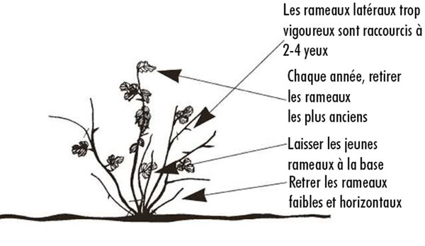 Planter, tailler et cultiver les groseilles &agrave; maquereau, Ribes uva-crispa, Lubera, sch&eacute;ma de taille