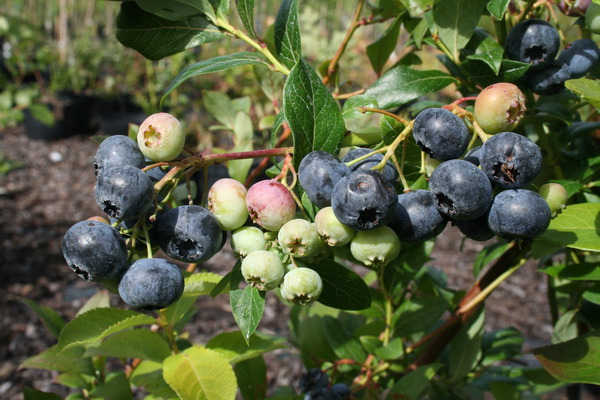 Myrtille Blue Dessert&reg;