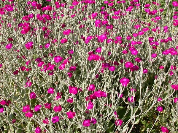 Lychnis coronaria, Lychnis coronaria, diviser les plantes vivaces