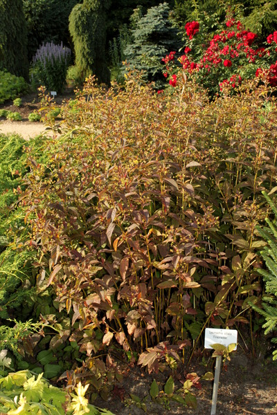 etablierte Pflanze im Garten