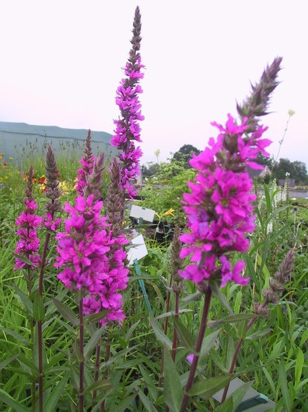 Lythrum salicaria 'Robert'
