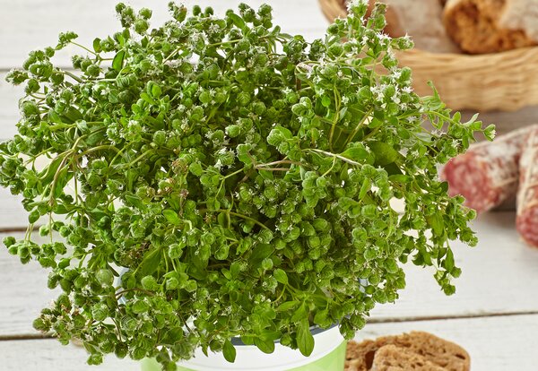 Majorana hortensis Venezia, marjolaine, Volmary, pot de 1,3 L