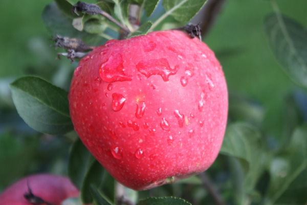 Vari&eacute;t&eacute;s de pommes sucr&eacute;es pomme Paradis Myra Lubera