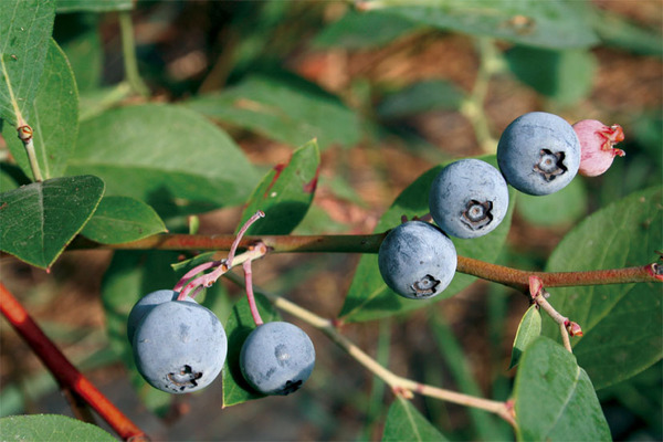 Les myrtilles comme super-aliments Blue Dessert Lubera