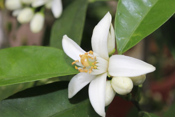 Fleur de la vari&eacute;t&eacute; d'agrume 'Lunario', fleurs d'agrumes