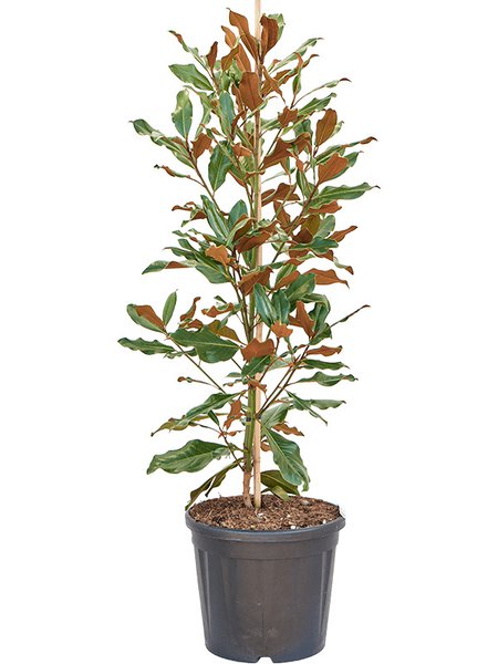 Magnolia grandiflora 'Kay Parris', Busch, im 32cm Topf, H�he 140cm, Breite 55cm