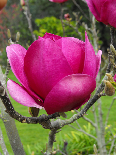 Magnolie Cleopatra Lubera