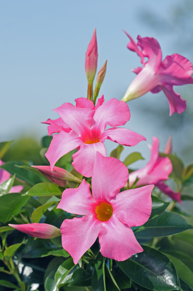 Dipladenia 'Opale Fuchsia Flamm�'