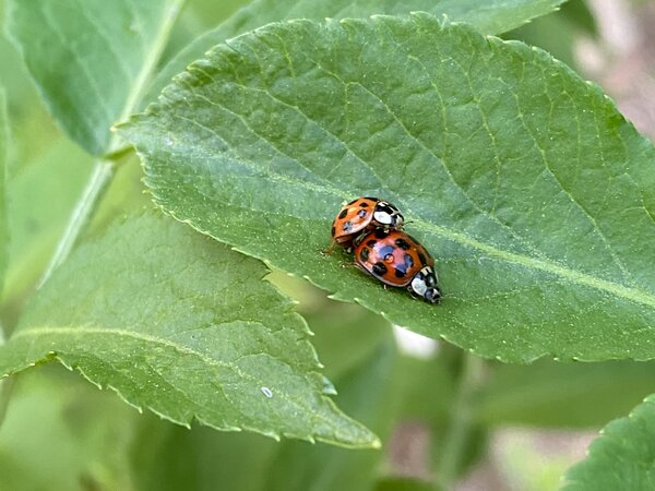 Coccinelles, coccinelles arlequines, Coccinelle asiatique, Harmonia axyridis