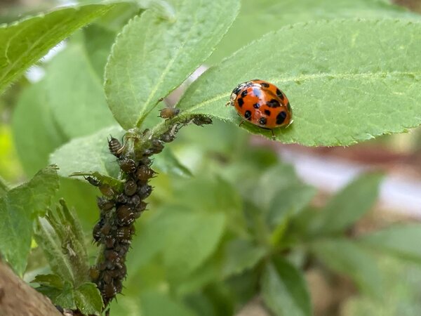 Pucerons et coccinelles, vue de profil