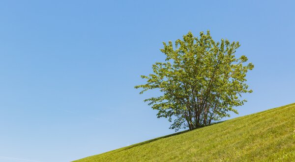 M&ucirc;re blanche, Morus alba, arbuste