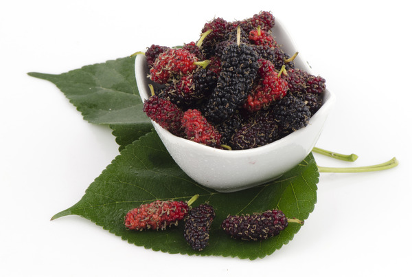 Acheter un m&ucirc;rier LUBERA