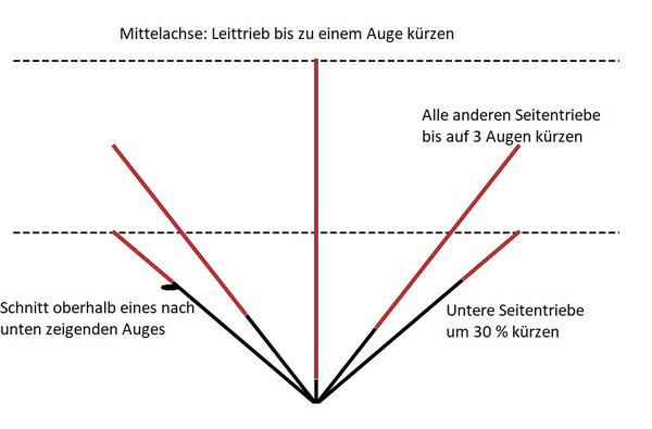 Taille de formation en espalier du m&ucirc;rier