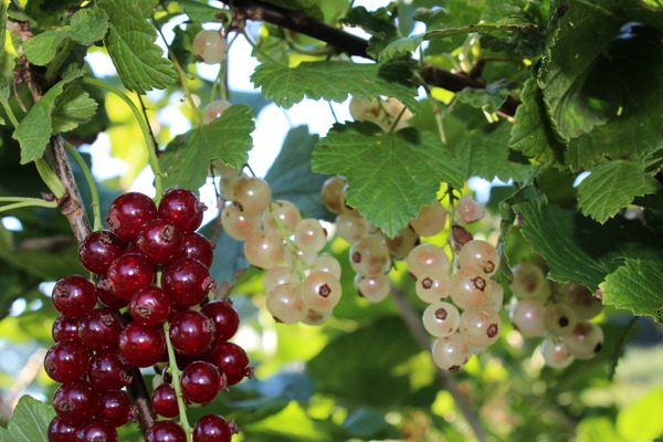 Tailler les groseilliers rouges Mehrbeere Lubera