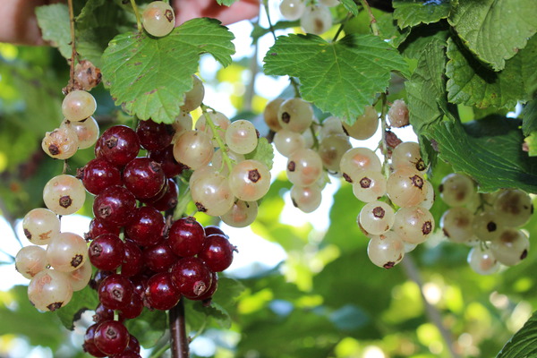 P&eacute;riode de plantation groseillier Mehrbeere Lubera