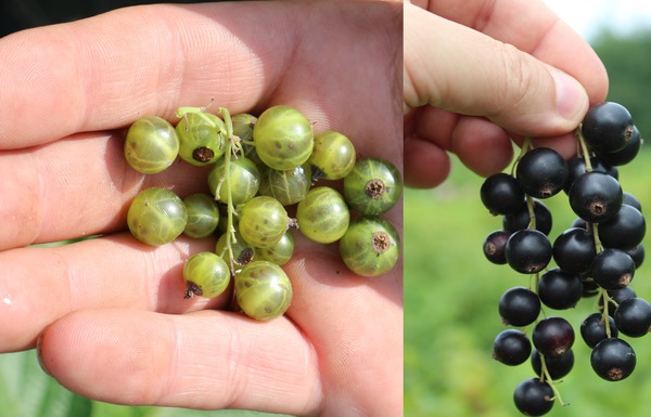 Cassissiers noirs et verts Mehrbeere Lubera