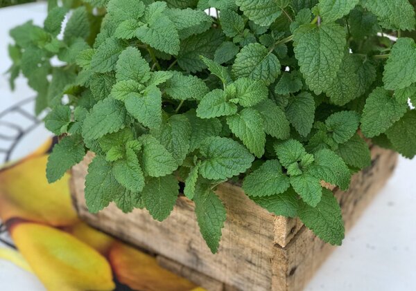 Melissa officinalis, m&eacute;lisse, m&eacute;lisse citronn&eacute;e, pot de 1,3 L, production maison