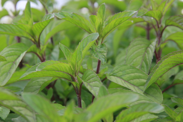 Mentha aquatica, Menthe des ruisseaux, menthe aquatique