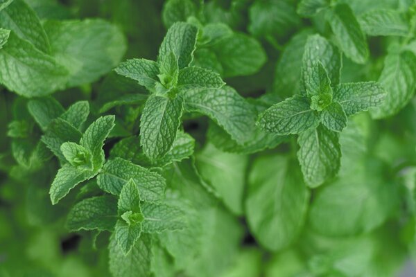 Mentha spicata du Maroc, menthe, pot de 1,3 L