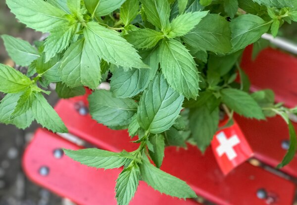 Mentha x piperita f. Citrata, Suisse, menthe, menthe poivr&eacute;e, pot de 1,3 L, production propre