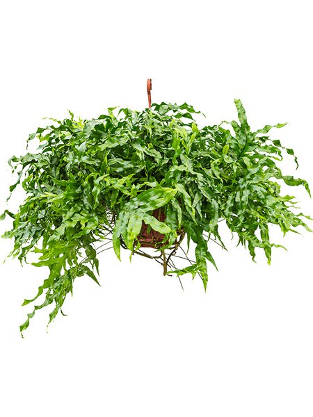 Microsorum diversifolium, Ampel, im 25cm Topf, H�he 50cm, Breite 80cm
