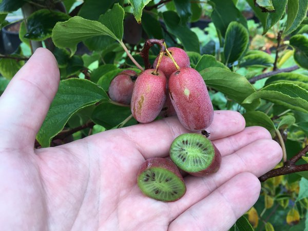 kiwa&iuml;, mini-kiwi Pink Jumbo, Actinidia arguta, kiwa&iuml; Lubera