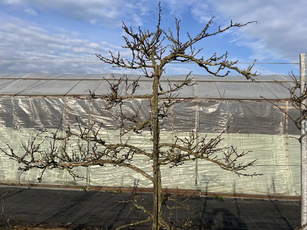 Kiwa&iuml;, <i>Actinidia arguta</i>, Lubera