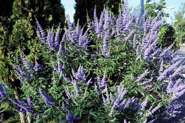 Gattilier, vitex agnus castus, Blue Velvet, arbustes &agrave; fleurs